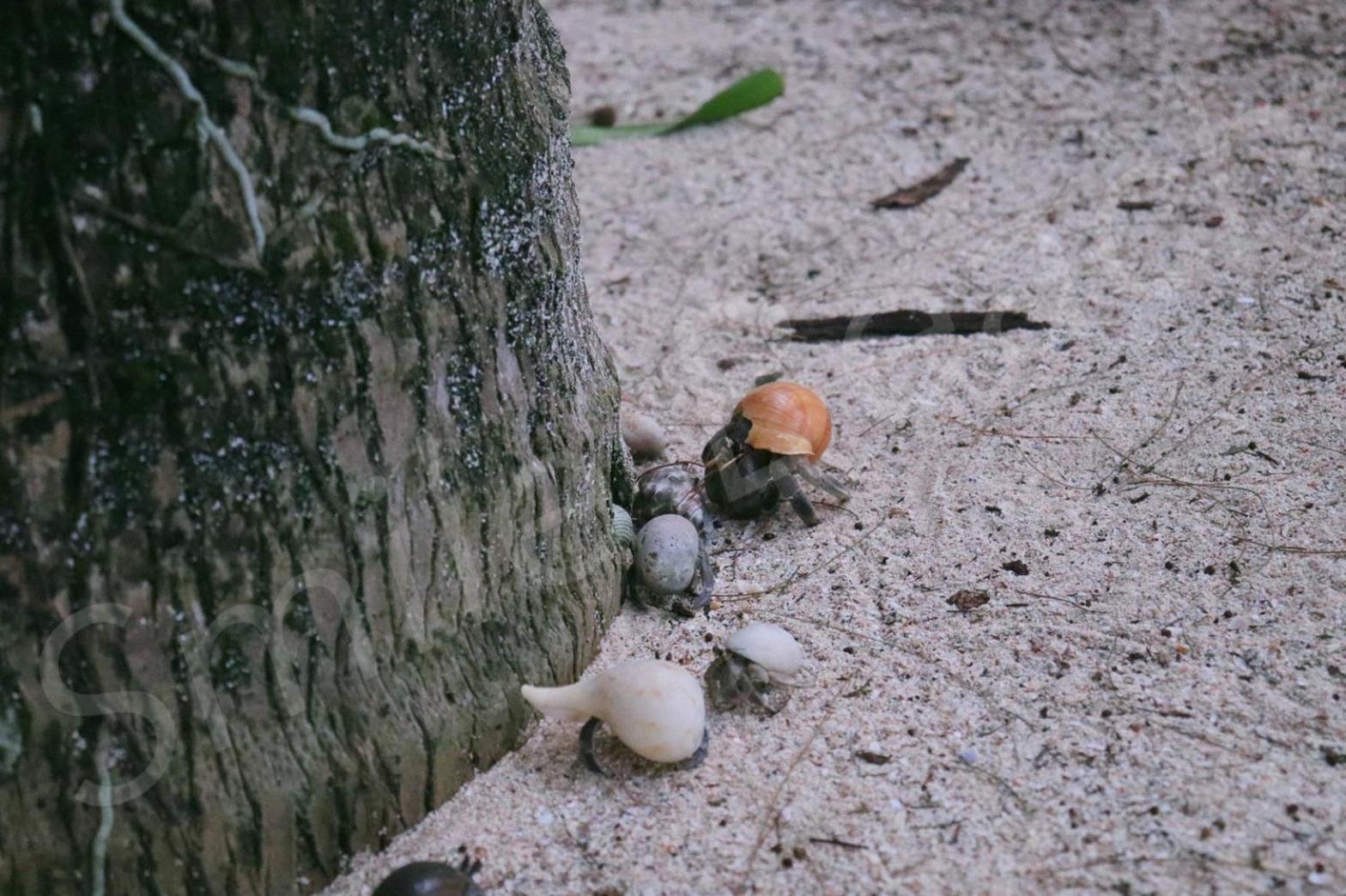 Smilebeach Resort Khaolak カオラック エクステリア 写真